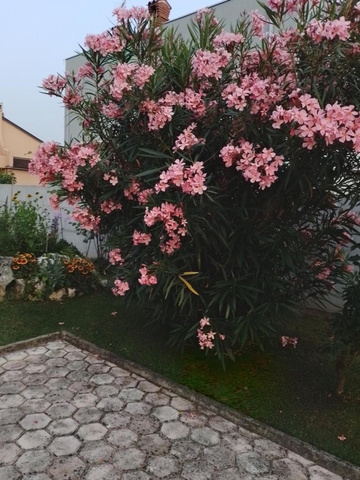 Apartman Olga Umag Extérieur photo